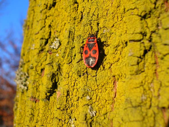 Pyrrhocoris apterus e Orthetrum coerulescens